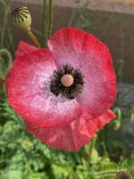 Мак мікс кольорів - Зображення 3