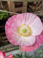 Мак мікс кольорів - Зображення 2