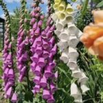Наперстянка  мікс кольорів