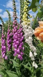 Наперстянка  мікс кольорів