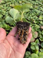 Полуниця Клері (Clery) - Зображення 3