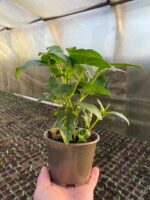 1Фуксія Sir Matt Busby - Зображення 2