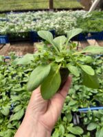 10Петунія ампельна Тайдал Вейв F1 Purple - Зображення 3