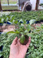 11Петунія ампельна Tidal Wave F1 Silver - Зображення 3