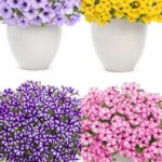 Петунія мікс