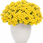 4Петунія Mini Vista Yellow