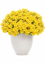 4Петунія Mini Vista Yellow