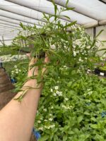 3Лобуларія Snow Princess - Зображення 2