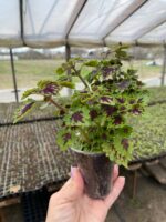 12Колеус Chocolate Drop - Зображення 2