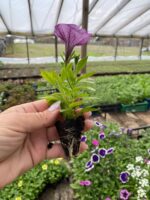 7Петунія Cascadias Purple Ice - Зображення 2