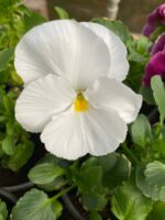 Віола мікс кольорів - Зображення 2