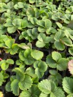 Полуниця Клері (Clery) - Зображення 2