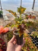 11Колеус Cooper - Зображення 2