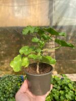 5Пеларгонія pelt. x zon. Champion Red Improved - Зображення 2