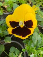 Віола мікс кольорів - Зображення 3