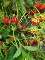 Полуниця Клері (Clery)