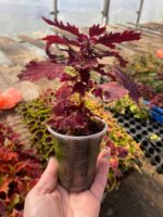 7Royale Cherry Brandy - Зображення 2