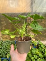 6Пеларгонія pelt. x zon. Champion Fire Red - Зображення 2