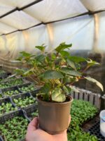 3Фуксія Dollar Prinzessin - Зображення 2