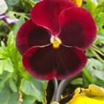 Віола мікс кольорів