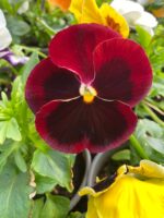 Віола мікс кольорів