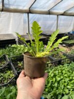 Мак мікс кольорів - Зображення 9