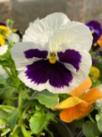 Віола мікс кольорів - Зображення 4