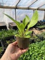 Наперстянка  мікс кольорів - Зображення 2