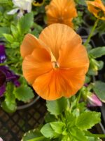 Віола мікс кольорів - Зображення 5