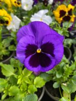 Віола мікс кольорів - Зображення 6