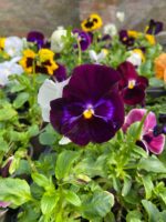 Віола мікс кольорів - Зображення 7