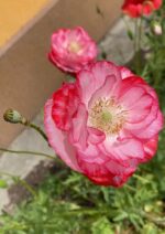 Мак мікс кольорів - Зображення 8