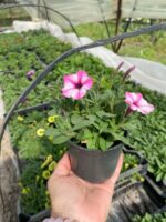 4Петунія ампельна Mini Vista Pink Star - Зображення 2