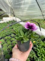8Петунія ампельна Cascadias Purple Ice - Зображення 2