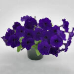 14Петунія кущова Саксесс! TR Блю