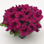 13Петунія кущова SUCCESS! 360° Burgundy