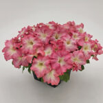 18 Петунія кущова Success! HD Salmon Morn