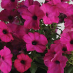 10Петунія ампельна Тайдал Вейв F1 Purple - Зображення 2