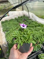5Петунія ампельна Mini Vista Violet Star - Зображення 2