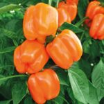 Перець Магно F1