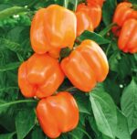 Перець Магно F1