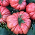 Пінк Кой F1 (Pink Coy F1)