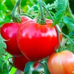 Томат «Батяня»