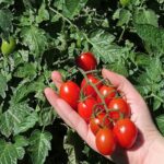 Томат Туті Фруті F1 - Зображення 2