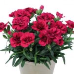 Гвоздика Oscar