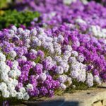 Алісум кущовий