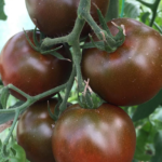 Томат «Чорний принц»