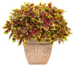 13Coleus Royale Apple Brandy