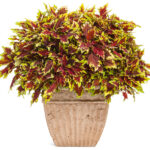 13Coleus Royale Apple Brandy