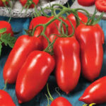 Томат Поззано F1 (Pozzano F1)